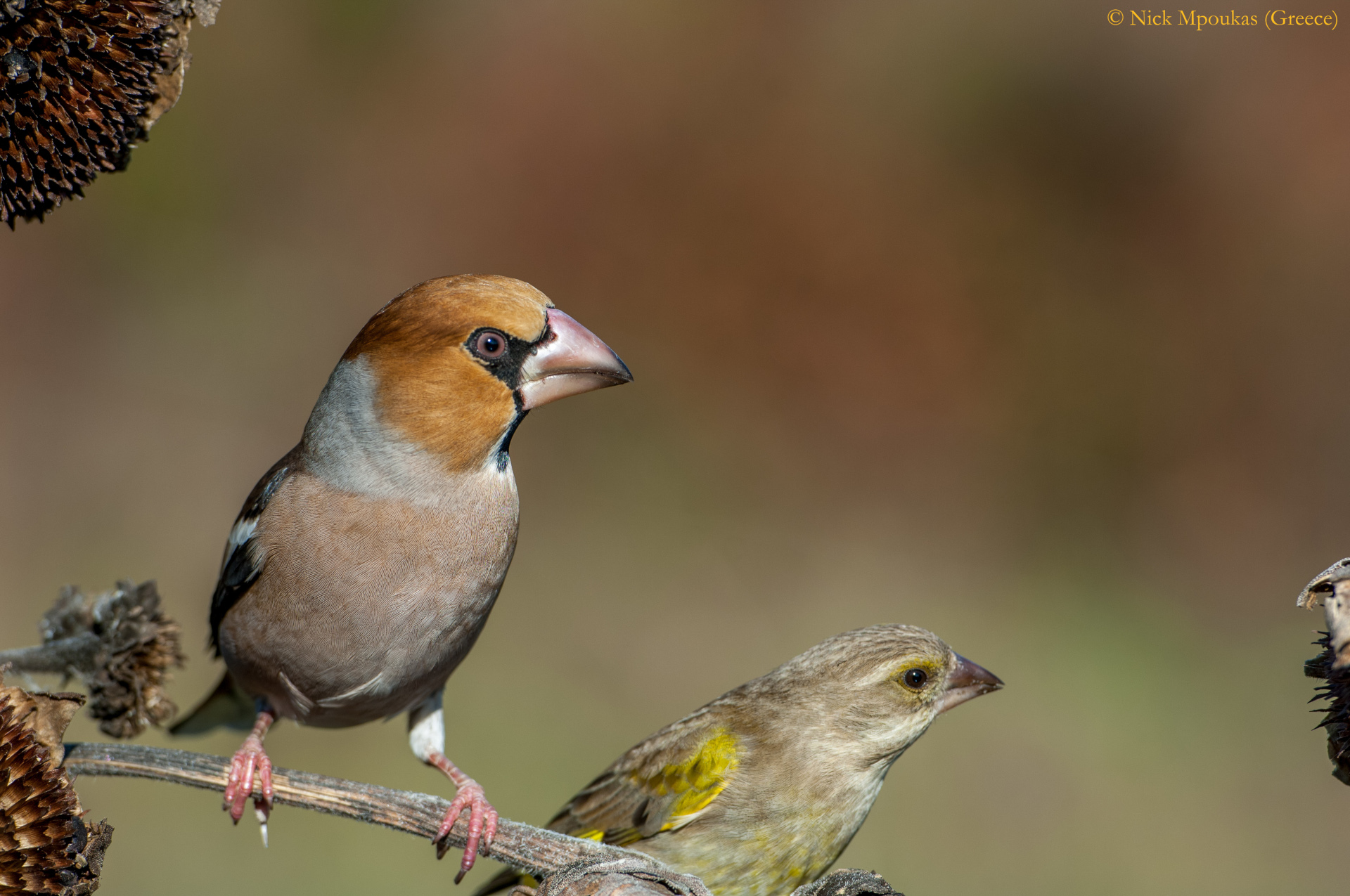 Σπάνια πουλιά στα Τζουμέρκα/Rare birds in Tzoumerka